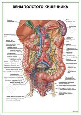 Вены толстого кишечника
