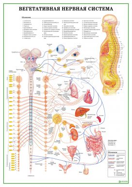 Вегетативная нервная система с нервными путями