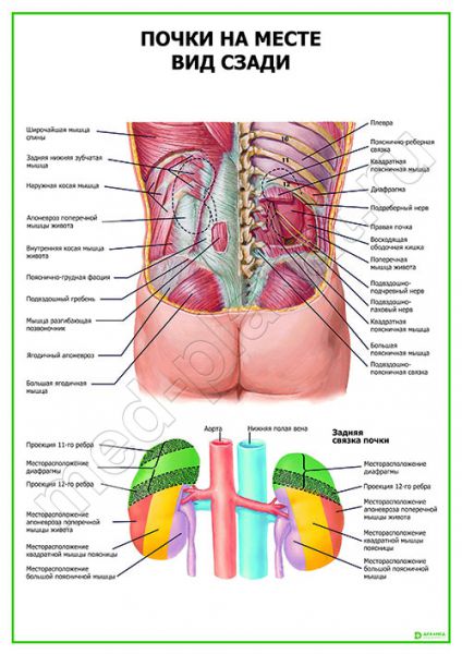 Расположение Почек У Человека Со Спины Фото