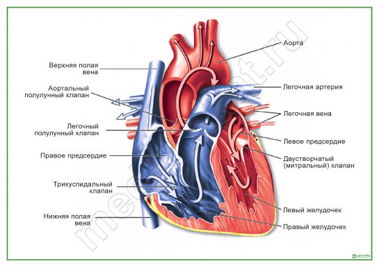 Строение сердца