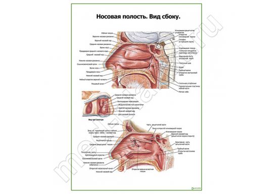 Носовая полость. Вид сбоку.