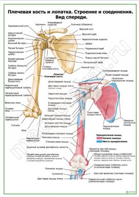 Плечевая кость и лопатка. Строение и соединения. Вид спереди