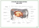 Строение желудка коровы