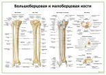 Кости голени