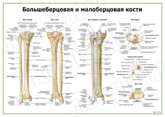 Кости голени