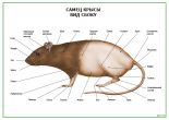 Самец крысы. Вид сбоку
