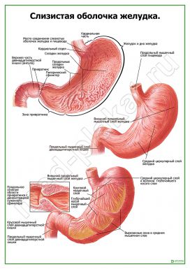 Слизистая оболочка желудка