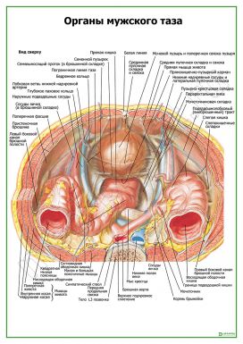 Органы мужского таза