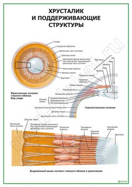 Хрусталик и поддерживающие структуры
