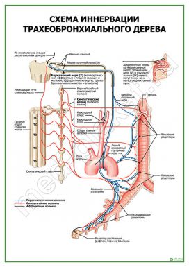 Схема иннервации трахеобронхиаль<wbr>ного дерева