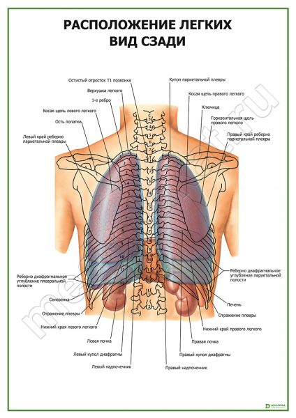 Где Легкие У Человека Фото Со Спины