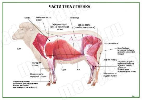 Части тела ягненка