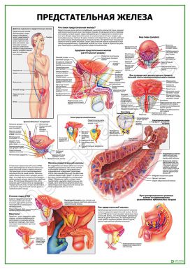 Предстательная железа. Норма и патология