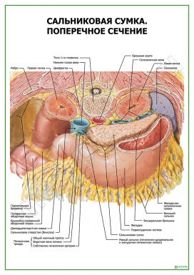 Сальниковая сумка. Поперечное сечение