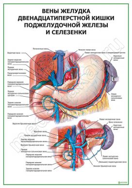 Вены желудка двенадцатиперстной кишки и селезенки