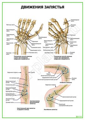 Движения запястья