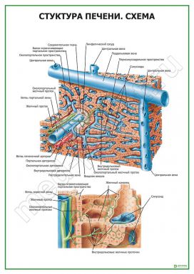 Структура печени. Схема