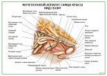 Мочеполовой аппарат самца крысы