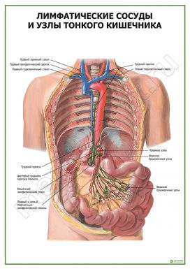 Лимфатические сосуды и узлы тонкого кишечника