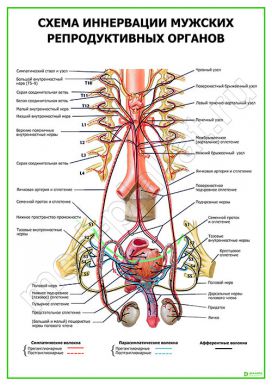 Схема иннервации мужских репродуктивных органов