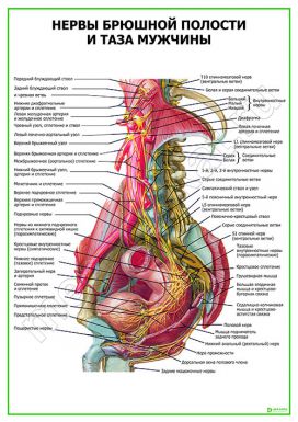 Нервы брюшной полости и таза мужчины
