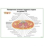 Поперечное сечение грудного отдела на уровне Т3