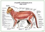 Средний слой мышц кота. Вид сбоку