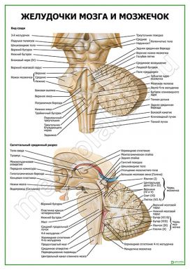 Желудочки мозга и мозжечок
