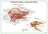 Строение головы и челюстей собаки