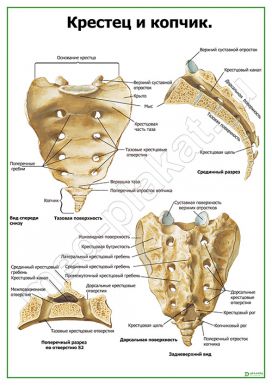 Крестец и копчик