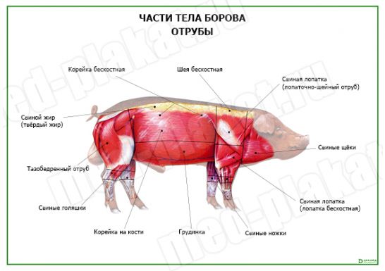 Части тела борова. Отрубы