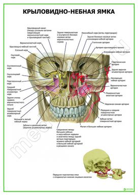 Крыловидно-небная ямка