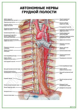 Автономные нервы грудной полости