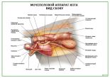 Мочеполовой аппарат кота. Вид сбоку