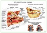 Строение головы свиньи