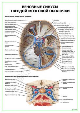 Венозные синусы твердой мозговой оболочки