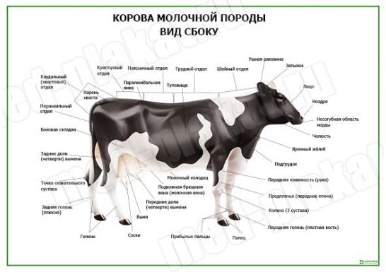 Корова молочной породы. Вид сбоку