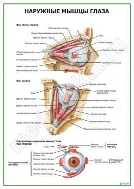 Наружные мышцы глаза