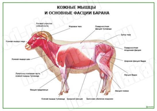 Кожные мышцы и основные фасции барана