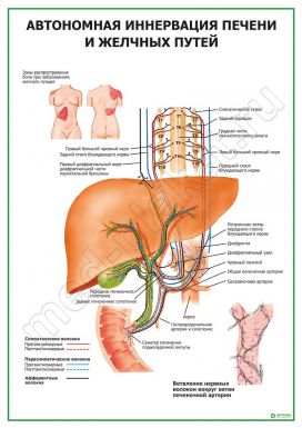 Автономная иннервация печени и желчных путей
