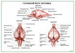 Головной мозг кролика