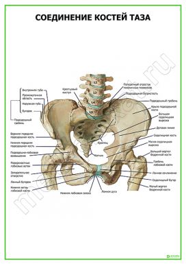 Соединение костей таза