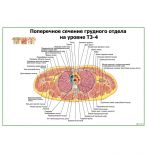 Поперечное сечение грудного отдела на уровне Т3-4