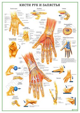 Кисти рук и запястья