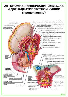 Автономная иннервация желудка (продолжение)
