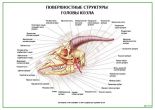 Поверхностные структуры головы козла