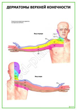 Дерматомы верхней конечности