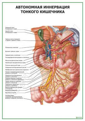 Автономная иннервация тонкого кишечника