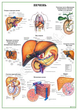 Строение печени и некоторые нарушения