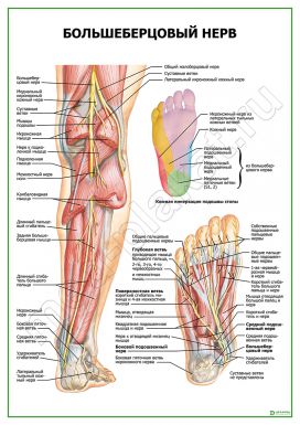 Большеберцовый нерв